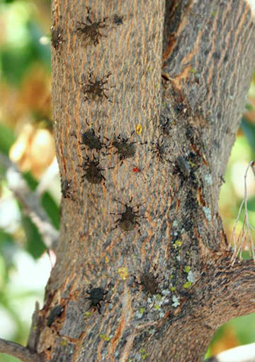 Brown marmorated stink bugs on trident maple
