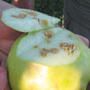 BMSB brown rotted corking damage on an apple