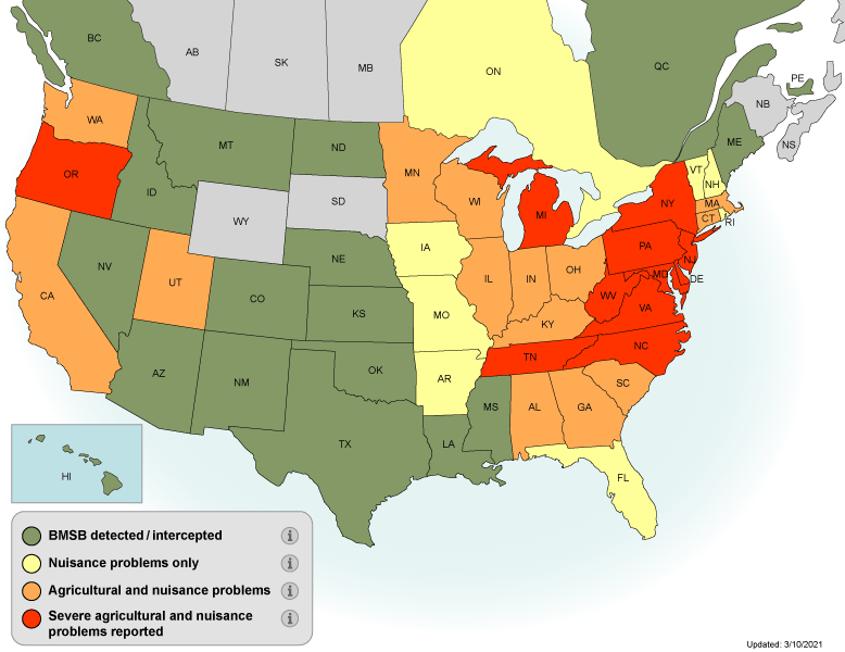 BMSB State-by-State Map