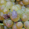 A brown marmorated stink bug feeds on grapes