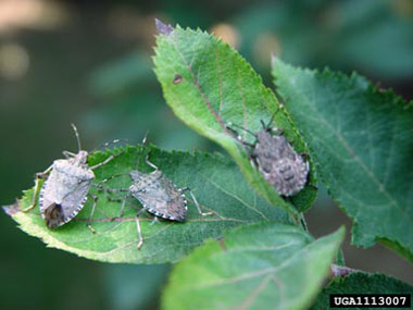 brown marmorated stink bug (BMSB)