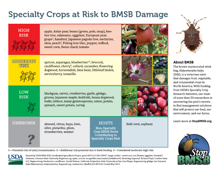 Specialty Crops at Risk to BMSB Damage