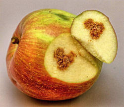 Damage to apple from brown marmorated stink bug