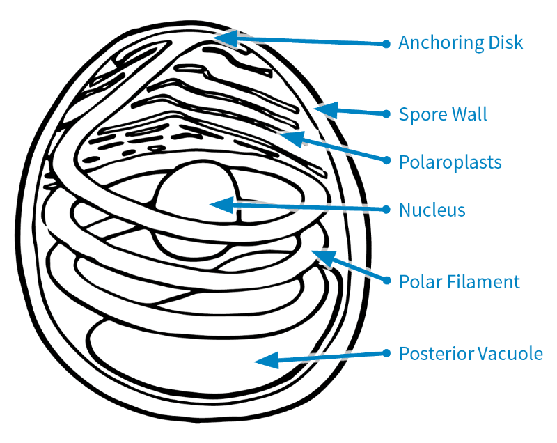 Microsporidia illustration