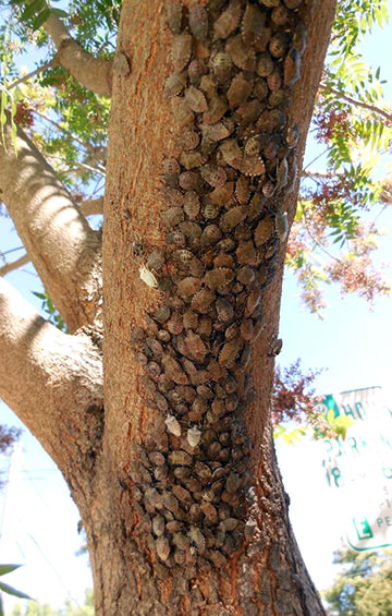Brown marmorated stink bugs congregate on Chinese pistache in Sacramento, California