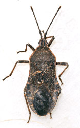 Squash Bug, Anasa tristis