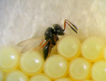 Trissolcus basalis female attacks a stink bug egg mass
