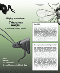 Tissolcus Wasps Brochure