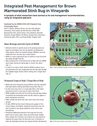 IPM for Brown Marmorated Stink Bug in Vineyards