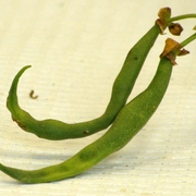 Distorted snap bean from BMSB damage.