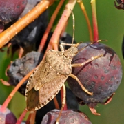 BMSB on serviceberry.