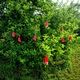 Attract-and-kill tree