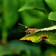 Tagged BMSB on a leaf