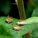 Dead bugs on an attract-and-kill tree