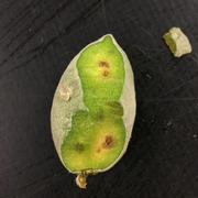 BMSB feeding damage to almond.
