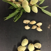 Gumming and shriveling of almonds due to BMSB damage.