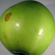 Apple with stylet insertion point.