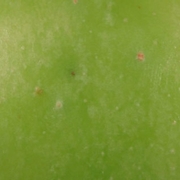 Apple with stylet insertion point (close-up).