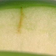 Apple with stylet sheath (early season).
