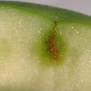 Apple with stylet sheath (mid-season).