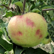 Apple with discolored depressions.