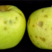 Apple with BMSB injury (left) versus bitter pit (right).