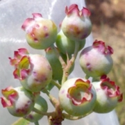 BMSB damage in blueberry.