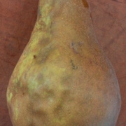 Bosc pear.