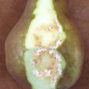 Bosc pear with internal damage.
