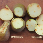 Bosc pear with BMSB injury (left) versus cork spots (right).