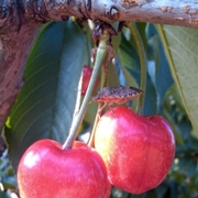 Cherry with adult BMSB.