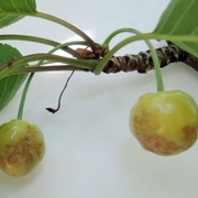 BMSB damage in cherry.