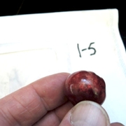 BMSB damage in cherry.