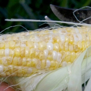 BMSB damage in corn.