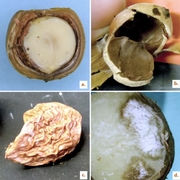 a. uninjured nut; b. blank nut; c. shriveled nut; d. corked nut.
