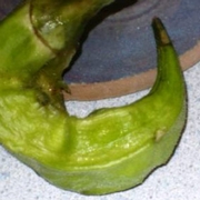 Deformed okra pod due to BMSB feeding.
