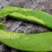 Feeding injury in peas.