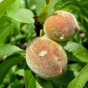 Gummosis on young peaches.