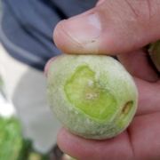 Internal necrosis in young peaches.