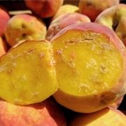 Internal damage in peaches.