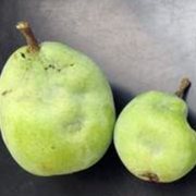 BMSB damage in pears.