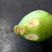 BMSB damage in pears.