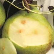BMSB damage in pears.