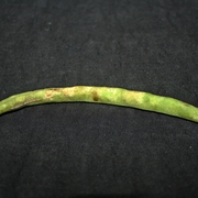 BMSB-injured snap bean.