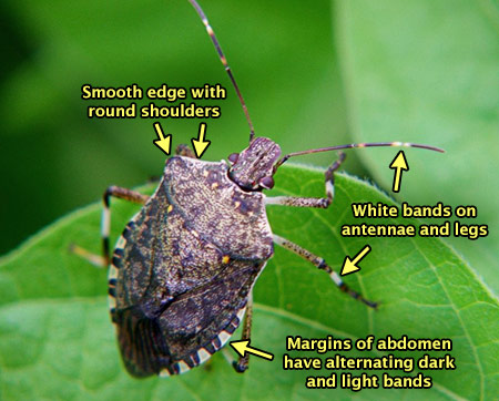 Brown marmorated stink bug