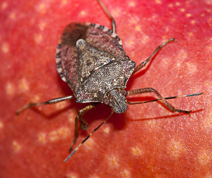 Brown marmorated stink bug adult on apple.