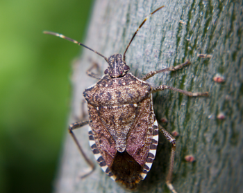 Brown marmorated stink bug