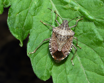 Brown marmorated stink bug on tomato plant