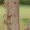 BMSB mass on the trunk of a woody tree