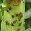 BMSB nymphs and adults mass on an ear of corn